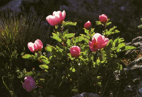 peonia(rosa e monte)